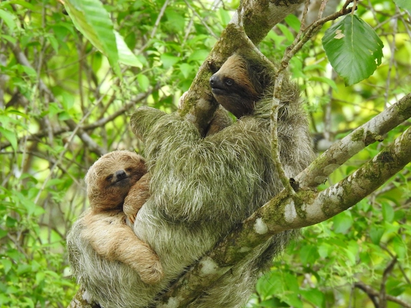 Bijagua-sloths-C